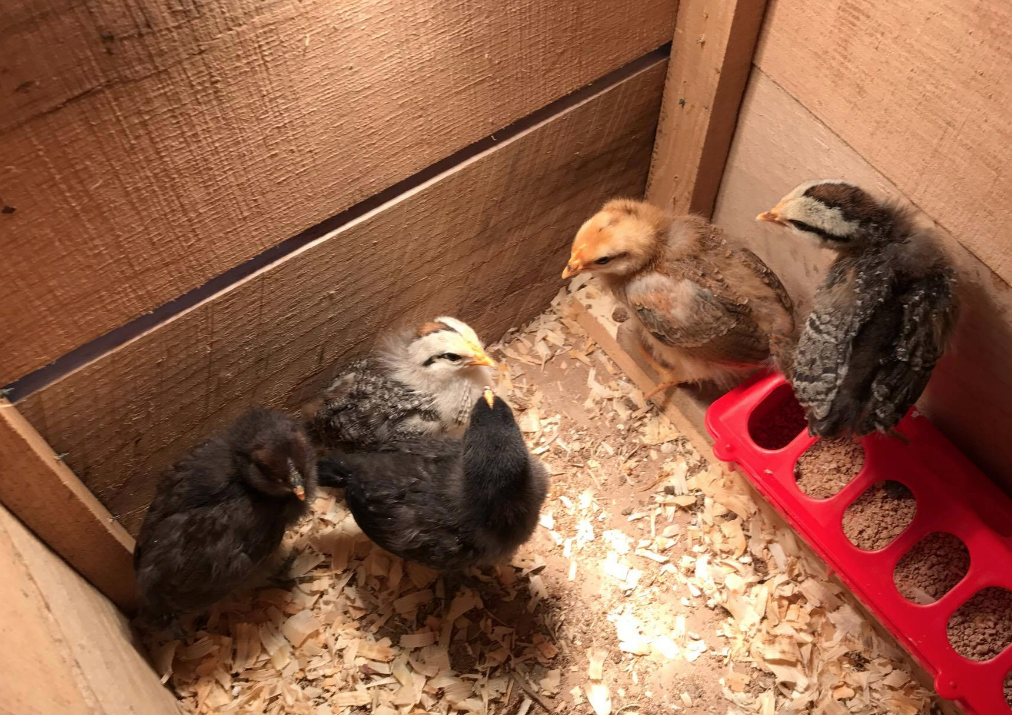 Hatching Chicks