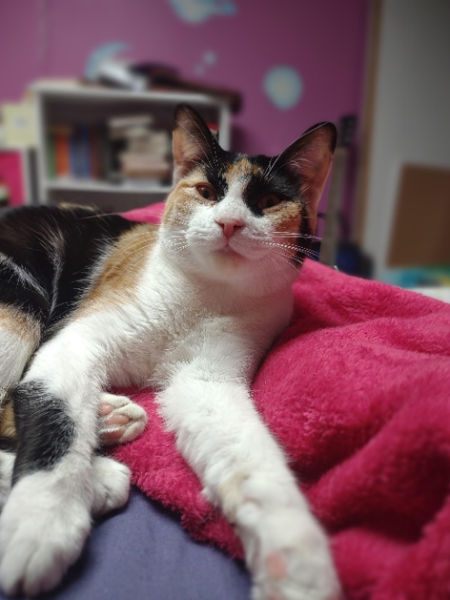 Feline Friends: Meet Miho and Chonkers!